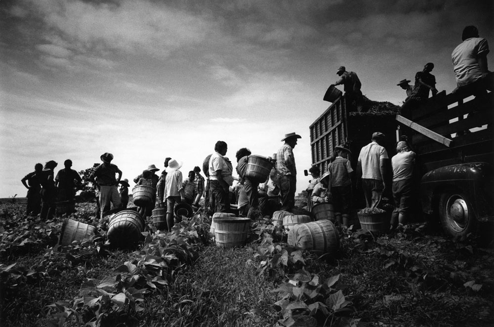 Bean Pickers, Arkansas. 1961
 Steve Schapiro © All Rights Reserved. 