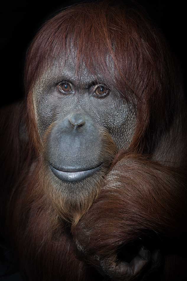Katy, Bornean-Sumatran orangutan,
International Orangutan Center.
Mark Edward Harris © All rights reserved.