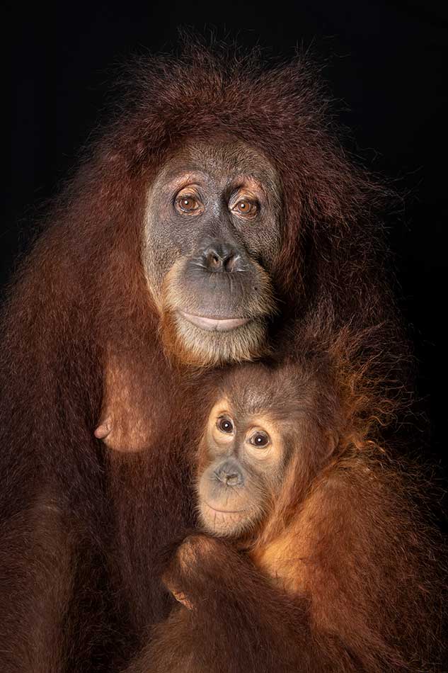 Sumatran orangutans Chomel and Putra, Singapore Zoo.
Mark Edward Harris © All rights reserved.