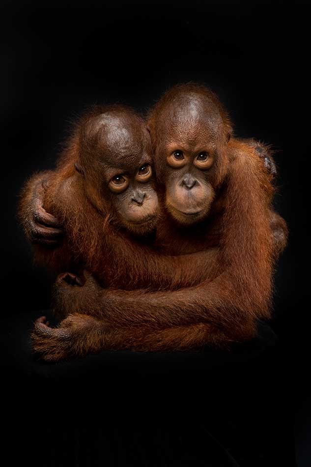 Bornean orangutans Natu and Jako, Singapore Zoo.
Mark Edward Harris © All rights reserved.