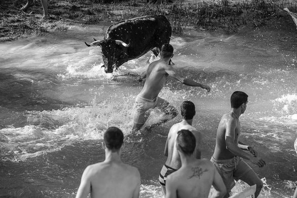 Young people enjoy running in front of the animal in the water. Release of wild cows by the Tagus in Spain. It is done only if tahe river flow is low enough to guarantee the safety of people and animals. Candy Lopesino © All rights reserved.