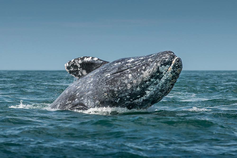 Gray Whale, Baja California, Mexico.
Mark Edward Harris © All rights reserved.