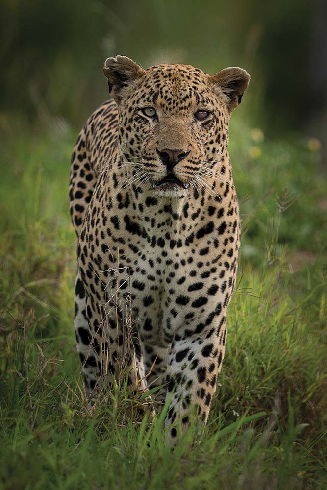 Leopard, MalaMala, South Africa.
Mark Edward Harris © All rights reserved. 