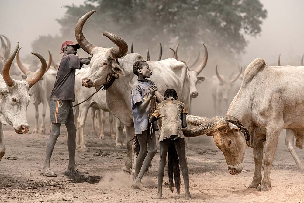 Life in Khartoum cattle camp.
Trevor Cole © All rights reserved. 