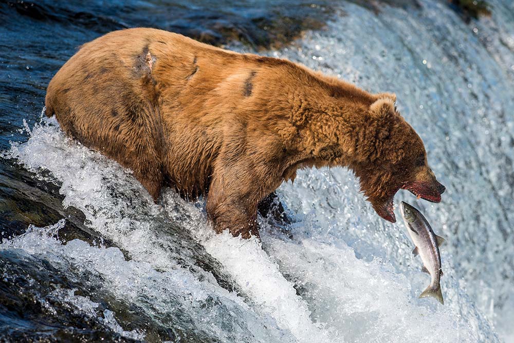 Bear and Salmon, Brooks Falls, Alaska, USA
Mark Edward Harris © All rights reserved. 