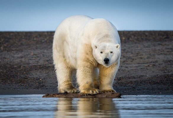 Polar Bear, Kaktovik, Alaska, USA Mark Edward Harris © All rights reserved.