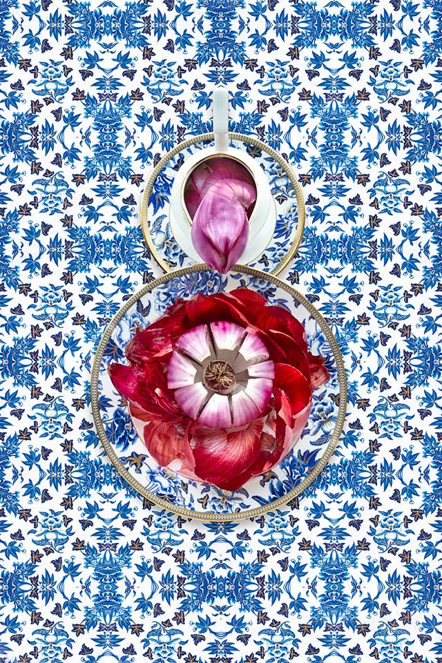 Wedgwood Hibiscus with Red Onion. 2019 Archival Pigment Print. 51 X 76 cm/ 36 x 53 cm
JP Terlizzi © All rights reserved