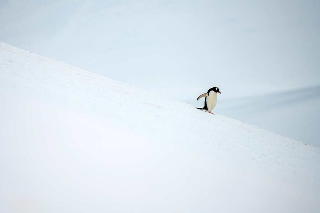 Gentoo penguin, Cuverville Island.
Mark Edward Harris © All rights reserved. 