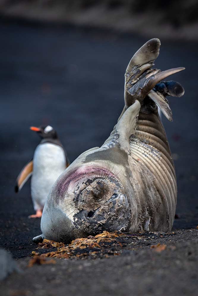 Elephant seal and gentoo penguin, Whalers Bay.
Mark Edward Harris © 
All rights reserved. 