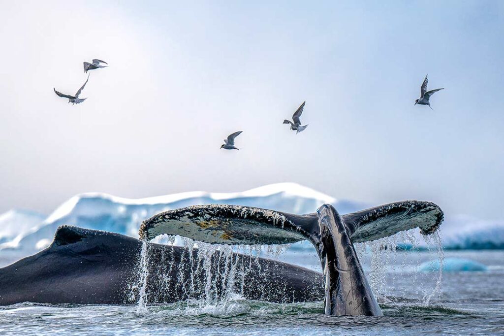 Humpback whales and Antarctic terns, Fournier Bay.
Mark Edward Harris © All rights reserved. 