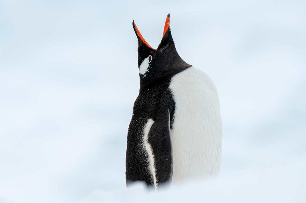 Gentoo penguin, Neko Harbour.
Mark Edward Harris © All rights reserved. 