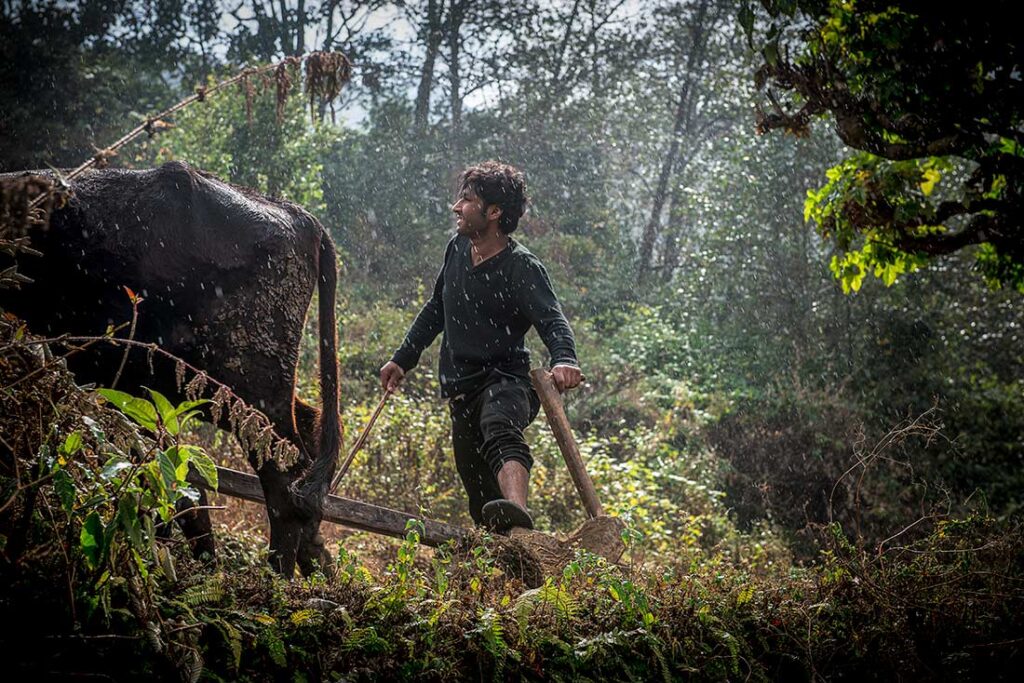A light rain falls as Durga Beekae maneuvers his oxen through the fallow land, preparing it for the seasonal sowing of wheat. Durga is one of the few youths who has remained in his village, choosing to follow the traditions of his ancestors instead of working abroad.
Mick Stetson © All rights reserved.