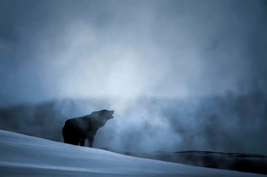 A howling gray wolf mystified by the hot spring steam. 
Michelle Valberg © All rights reserved. 