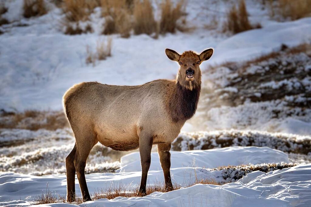 A beautifully backlit cow elk looks our way. © All rights reserved. 