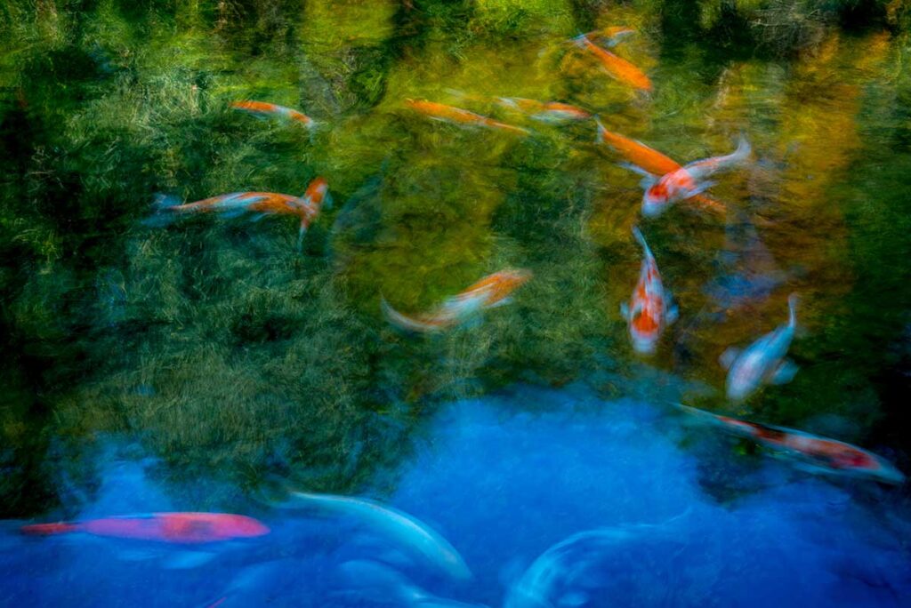 Koi unfurl dreams and legends. 
Mick Stetson © All rights reserved. 