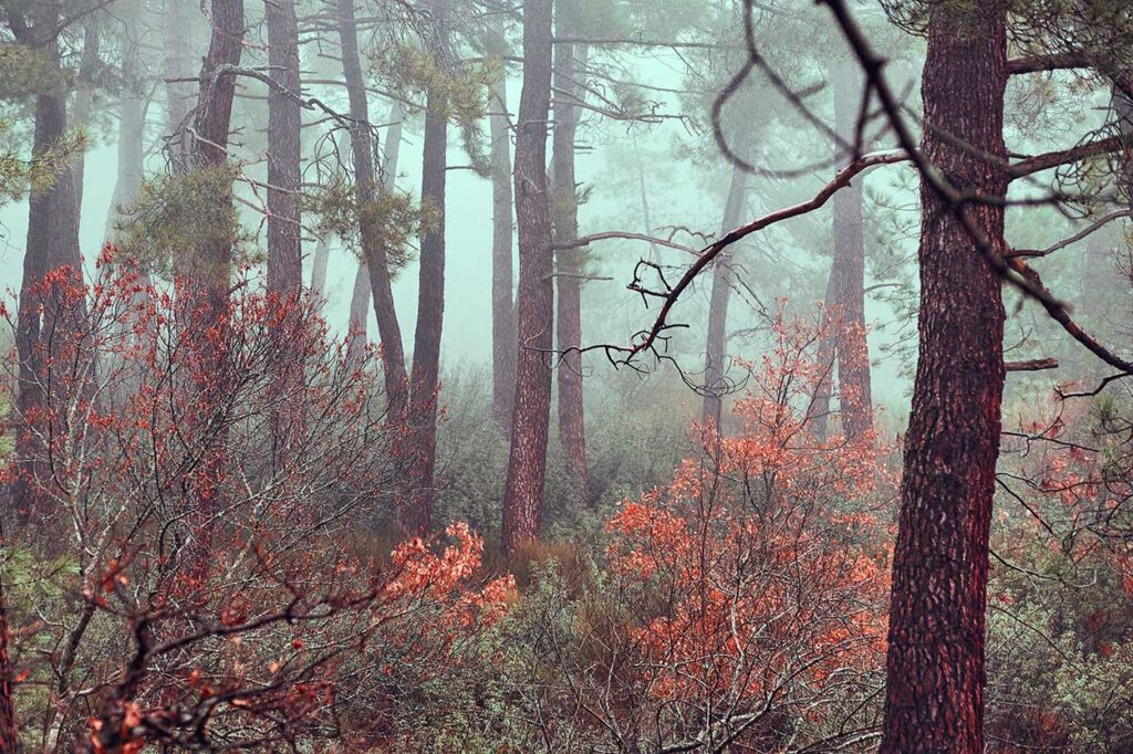 Woodlands of Madrid. Rain
Louis Iruela © All rights reserved. 