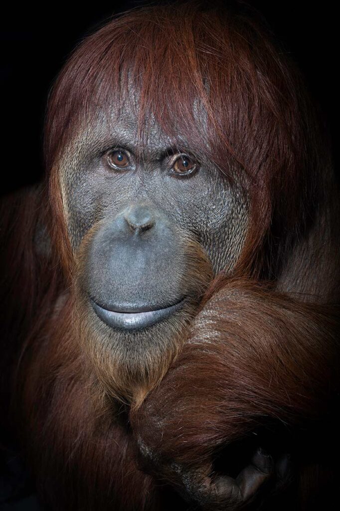 Katy, Bornean-Sumatran orangutan,
International Orangutan Center.
 Indianapolis, USA 2018
Mark Edward Harris © All rights reserved.