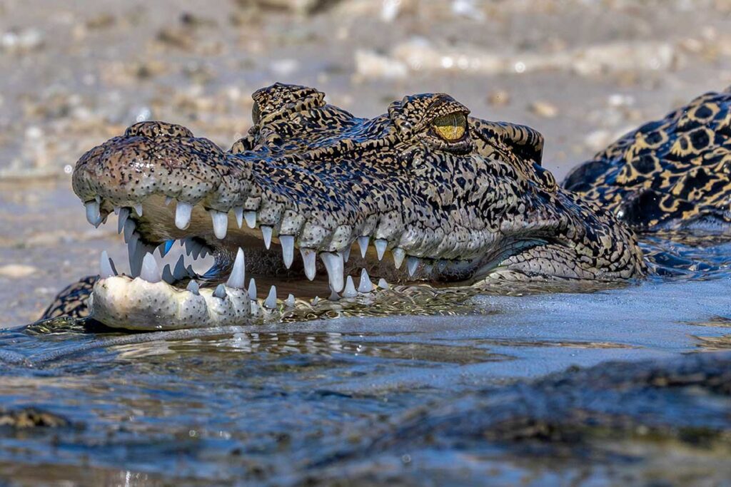 Saltwater Crocodile, Sterna Island.
Mark Edward Harris © All rights reserved. 