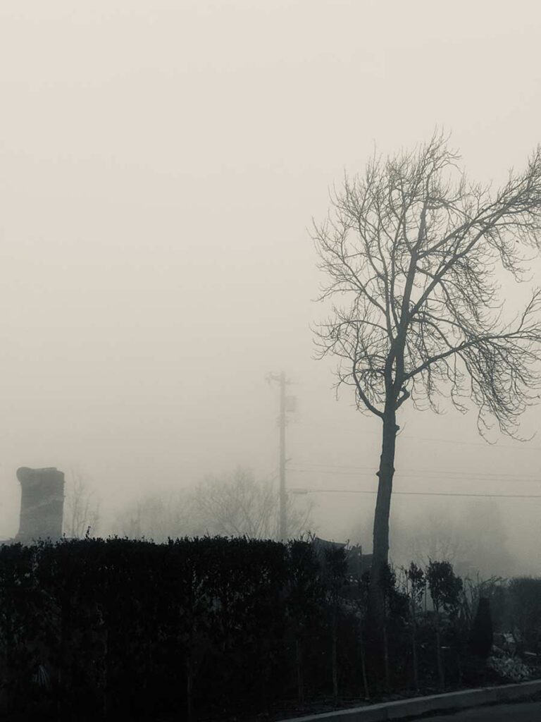 Fire and Fog - Lonely Tree
James T Gunderson © All rights reserved.