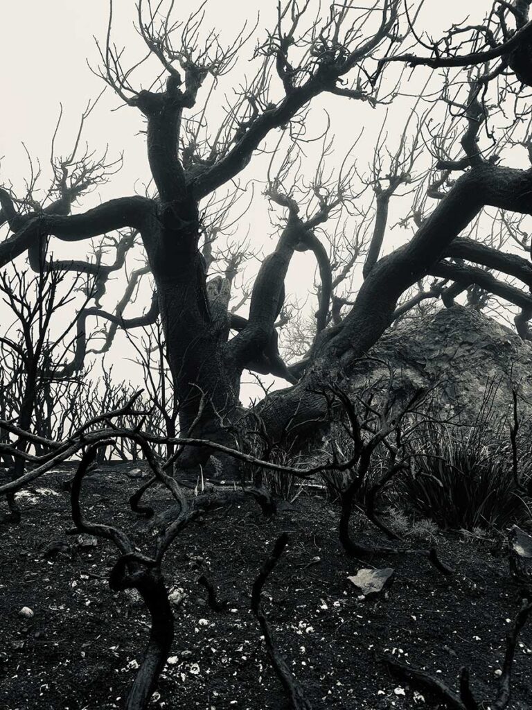 Fire and Fog - Trees
James T Gunderson © All rights reserved.