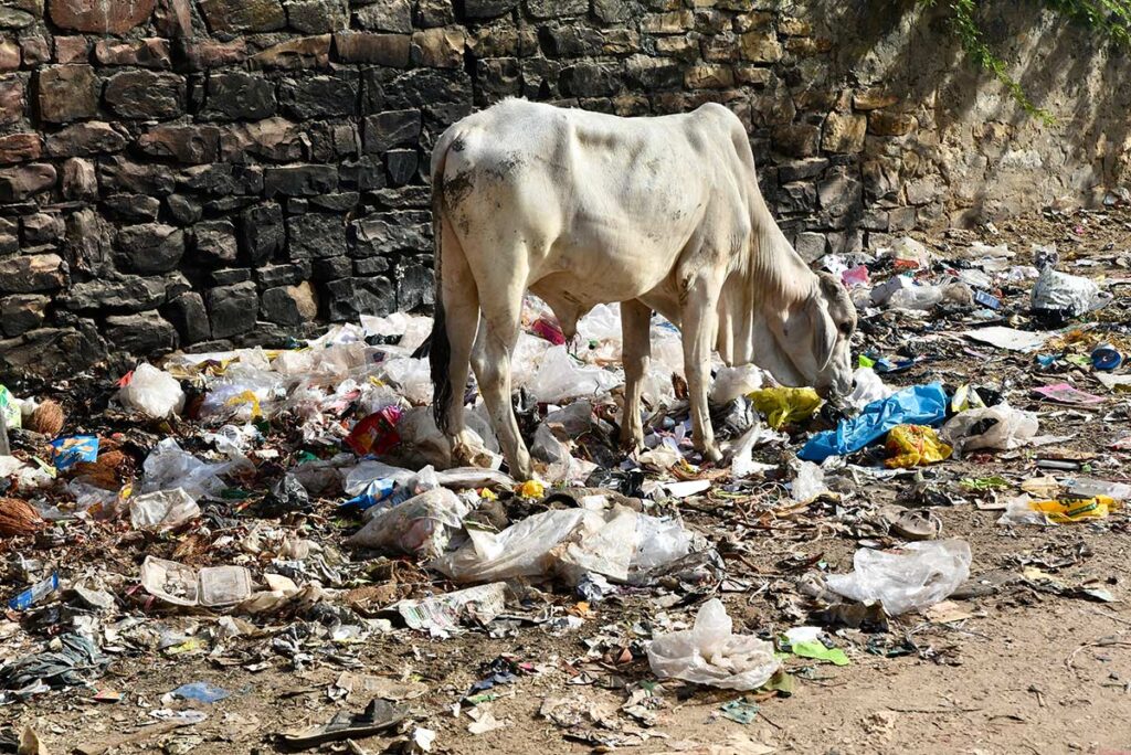 Dystopia or Reality?
Waste. India
Holger Hoffmann © All rights reserved.