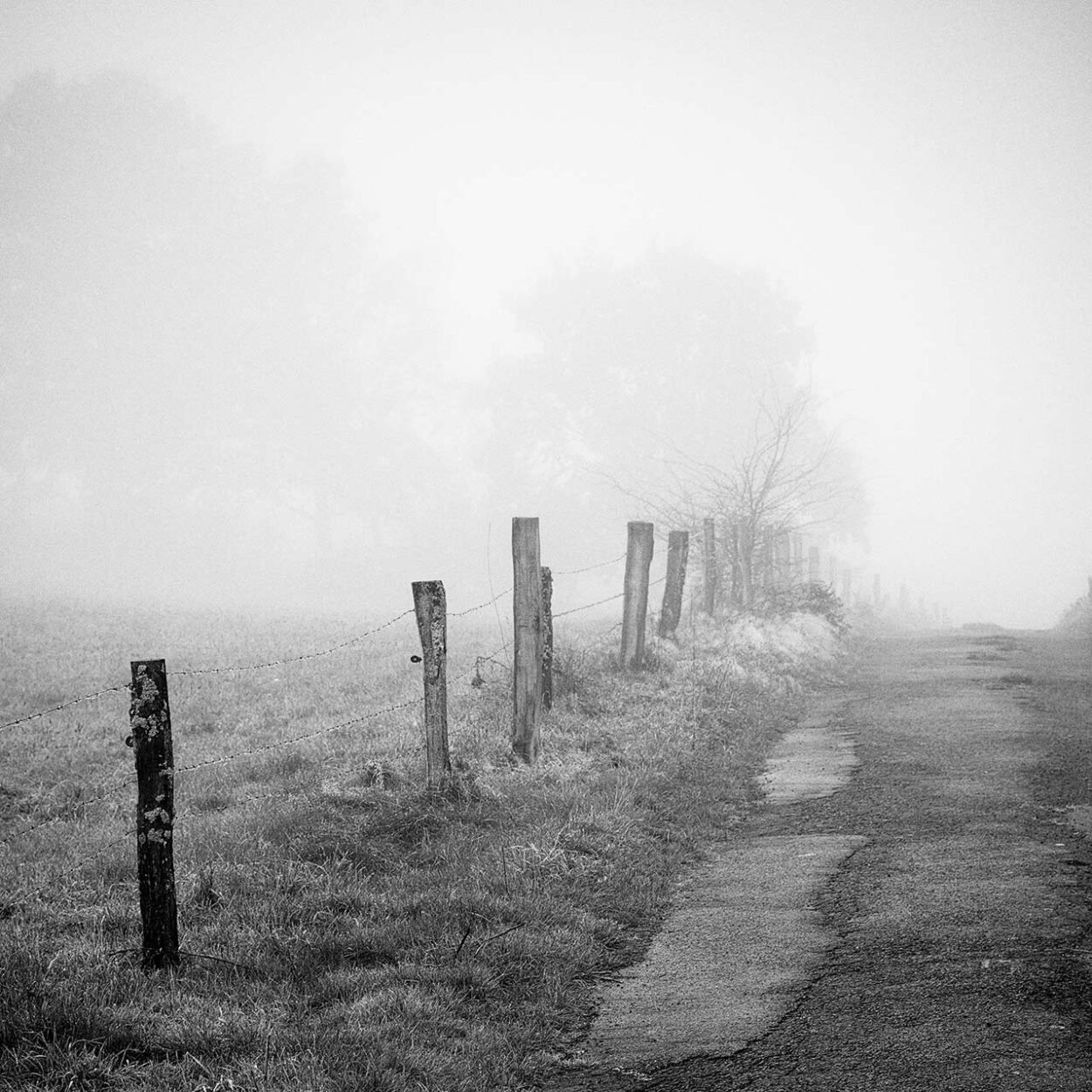 Foggy Meadows II, Siegen, Germany, 2024. Ralf Dreier © All rights reserved