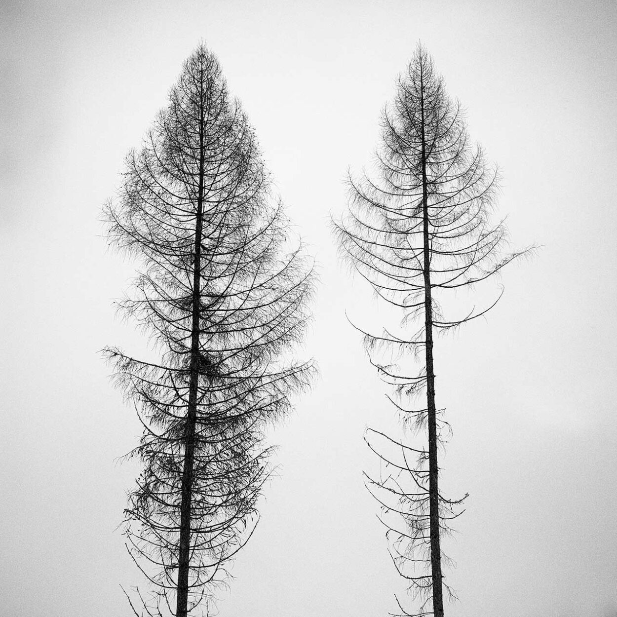 Two Tattered Trees, Siegen, Germany, 2021
Ralf Dreier © All rights reserved