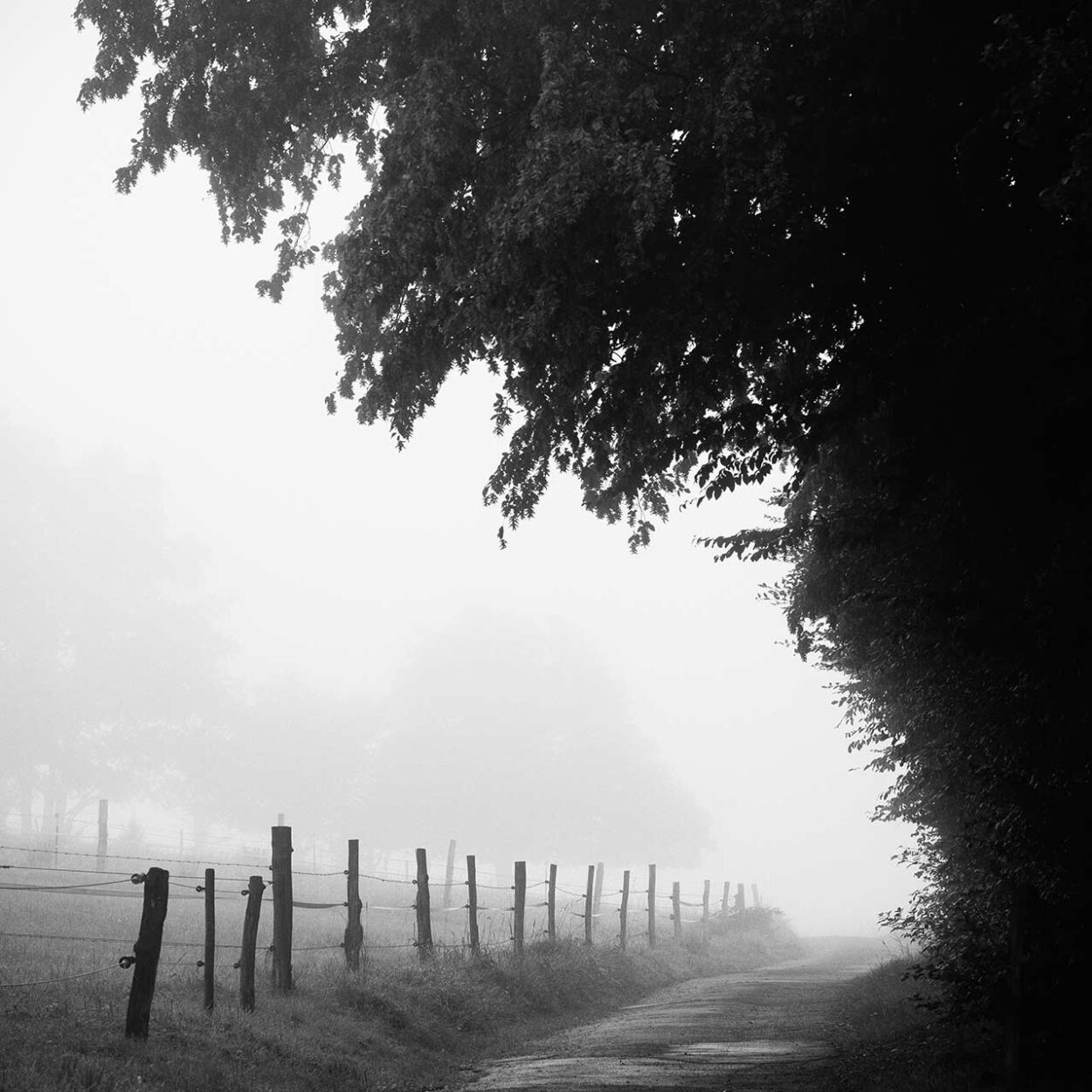 Foggy Meadows I, Siegen, Germany, 2023. Ralf Dreier © All rights reserved