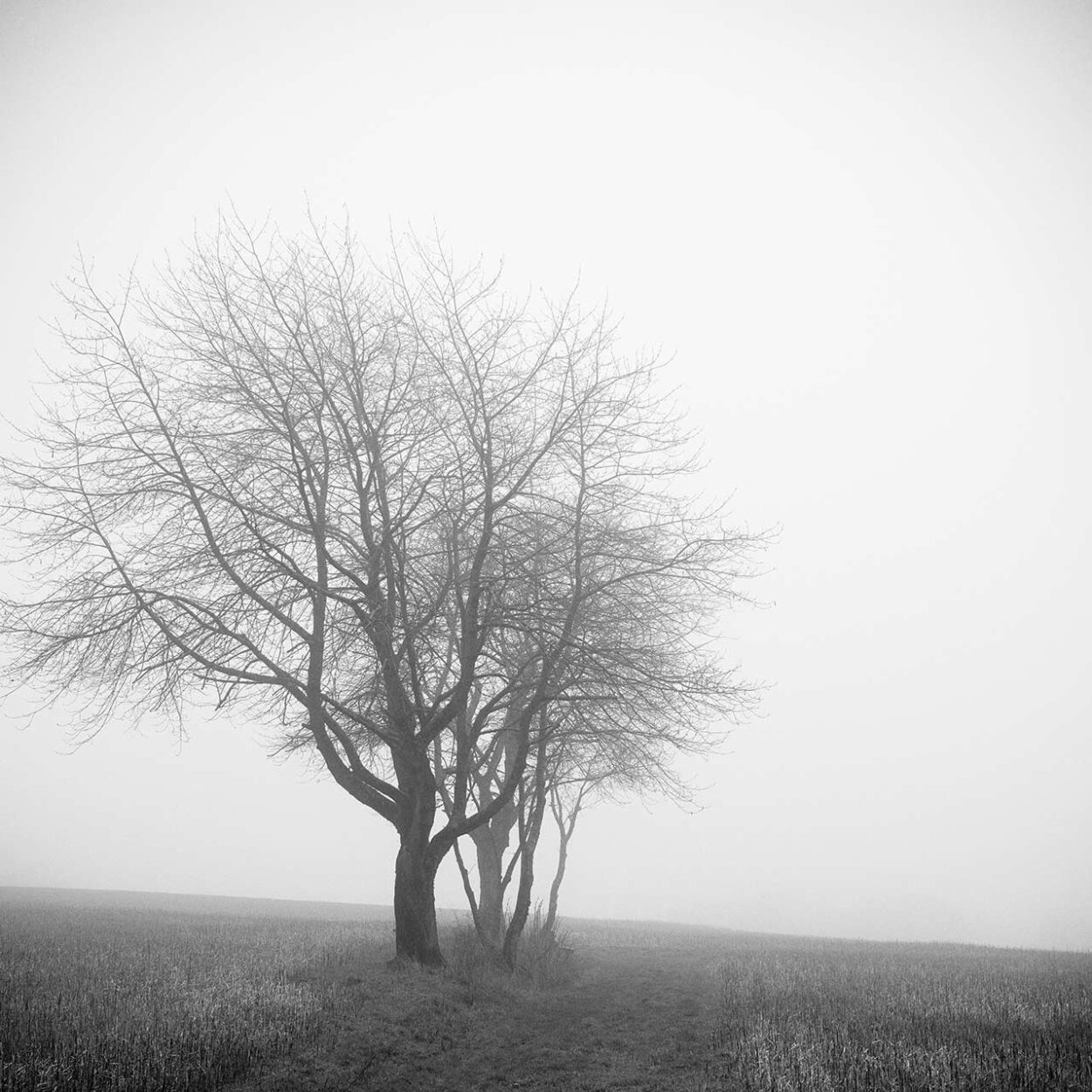 Foggy Trees I, Reichshof, Germany, 2023