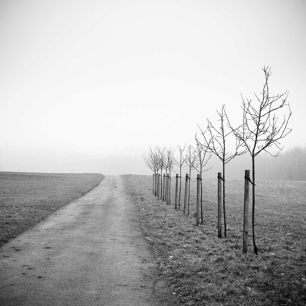 Ten Trees, Siegen, Germany, 2023
Ralf Dreier © All rights reserved