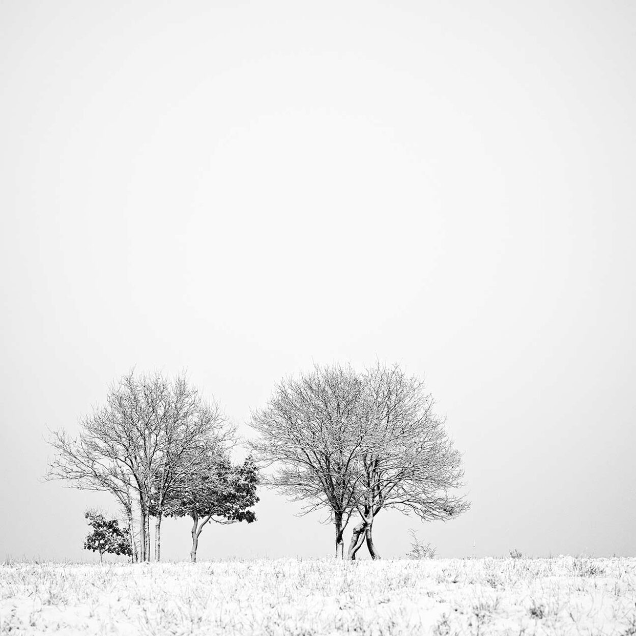 Trees in Snow, Siegen, Germany, 2022