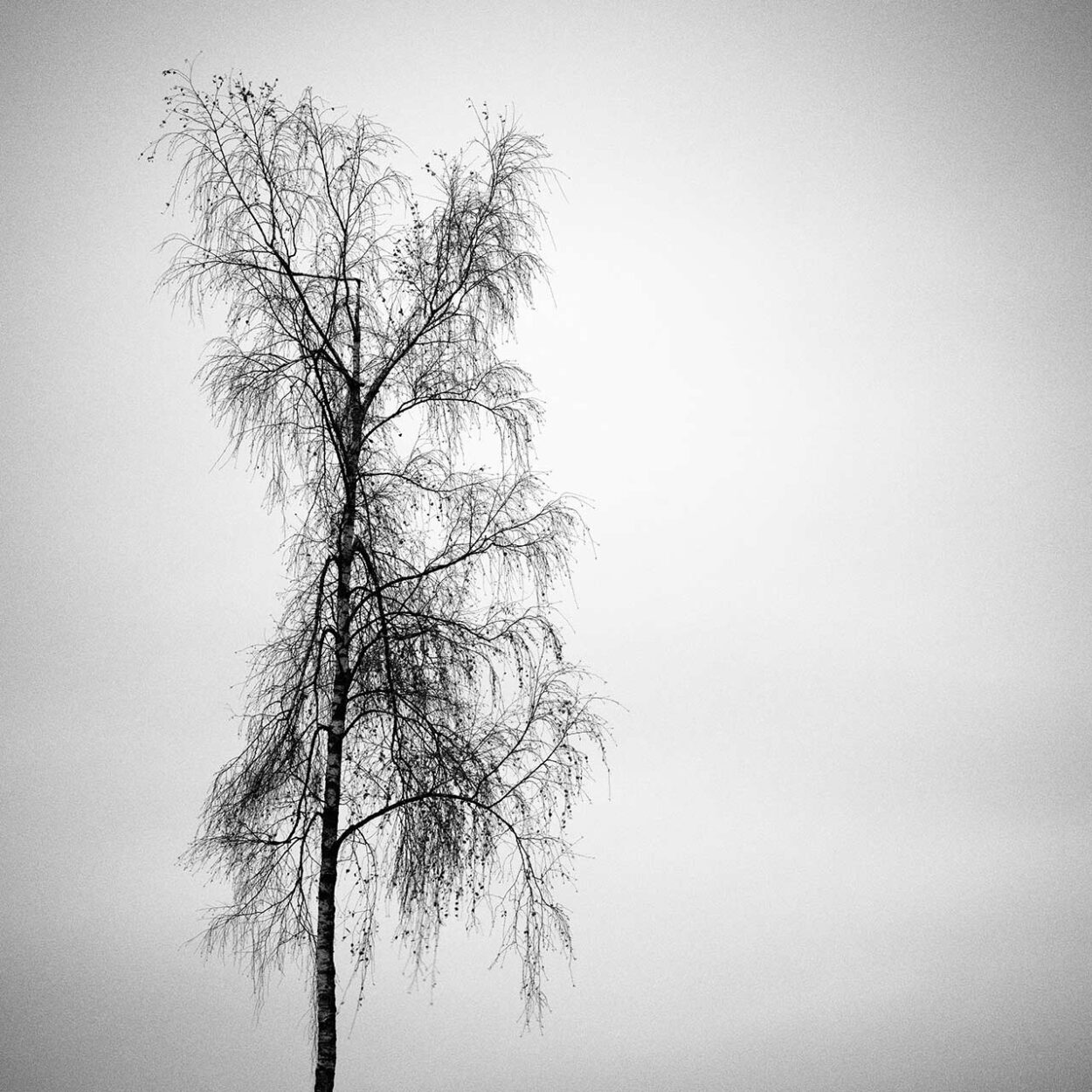 Tattered Tree, Wilnsdorf, Germany, 2021. Ralf Dreier © All rights reserved