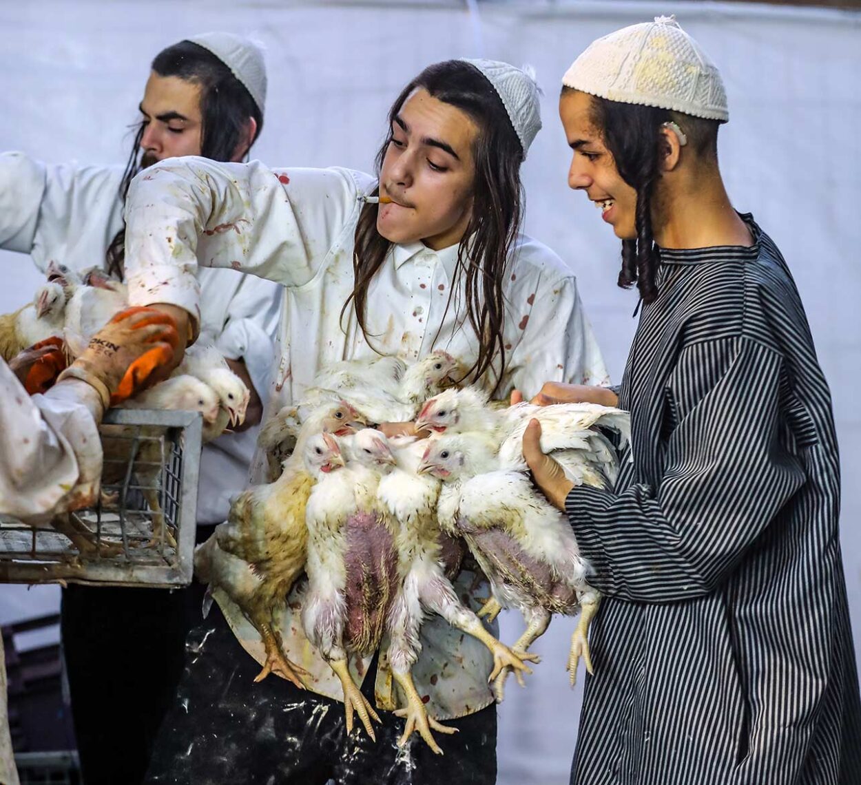 At the end of the day, boys carry as many chickens as they can from the crates to the slaughter area.
Yoram Biberman ©
All rights reserved.