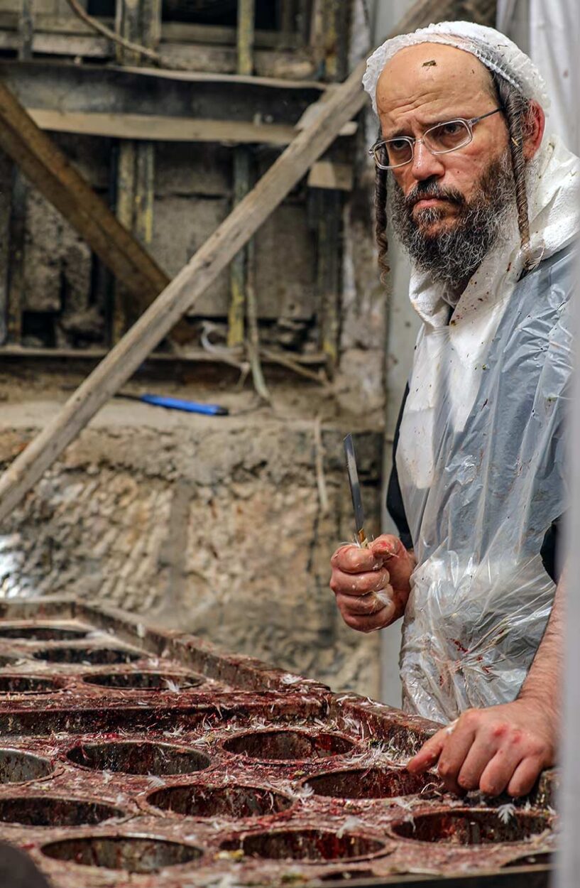 The slaughterer pauses briefly to rest, knife still in hand.
Yoram Biberman © All rights reserved.