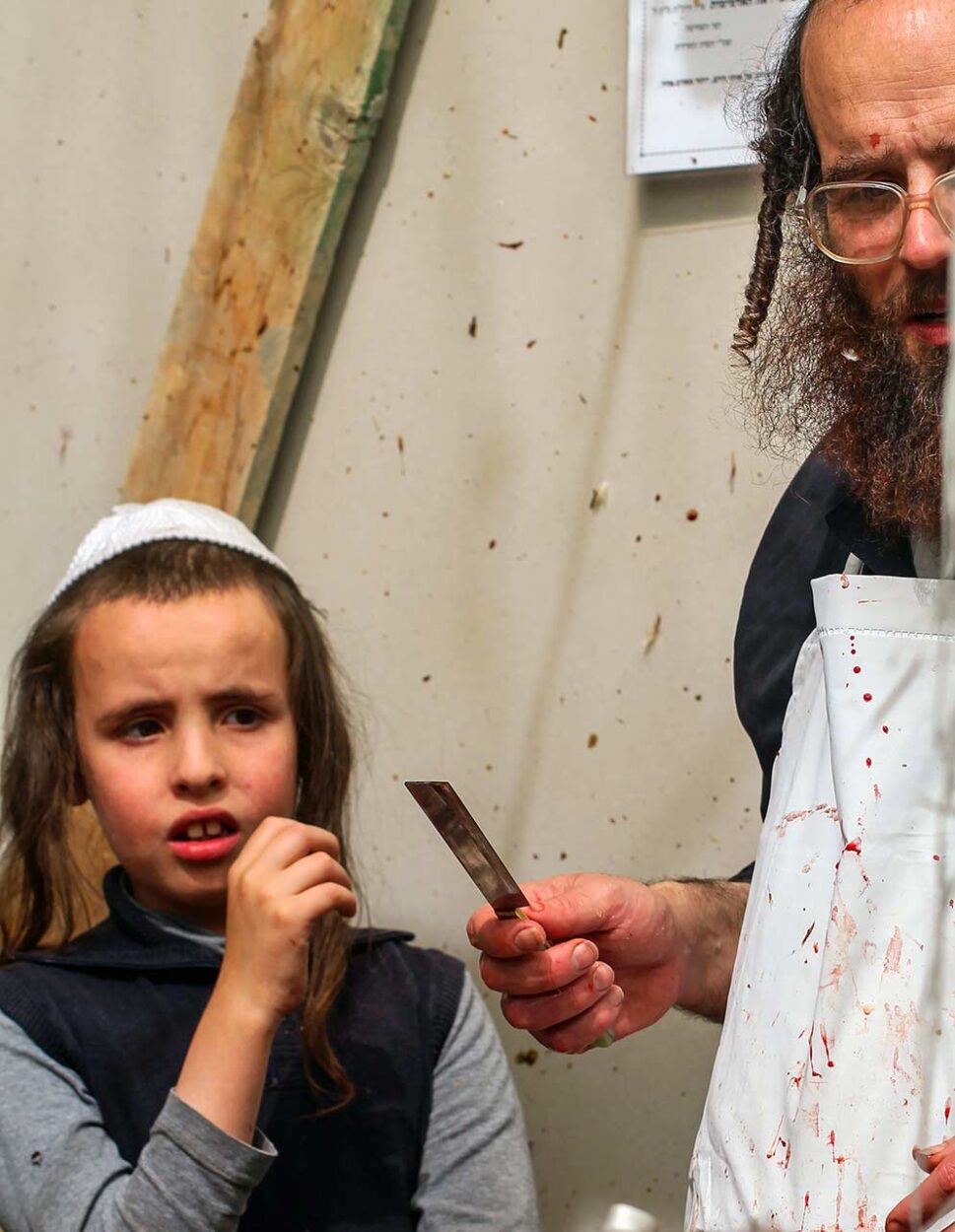 A boy looks anxiously at the slaughterer and his knife.
Yoram Biberman © All rights reserved.