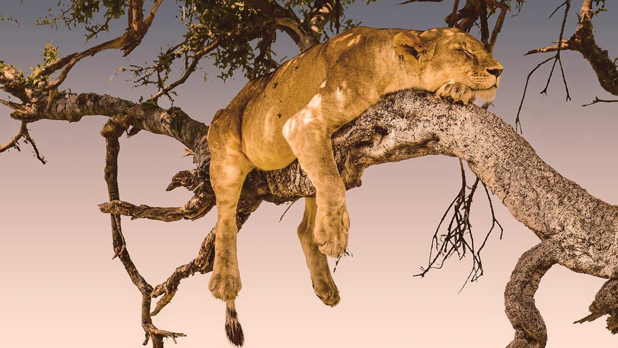 Catherine Wingfield. The Dreams of Lioness Blixen © All rights reserved. 