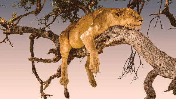 The Dreams of Lioness Blixen 25