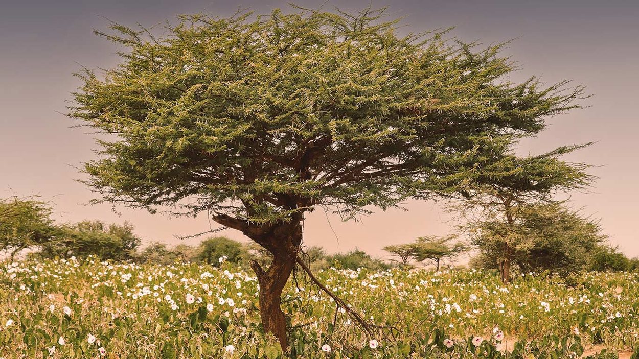 After the Rain. Kenya
Catherine Wingfield. The Dreams of Lioness Blixen © All rights reserved. 
