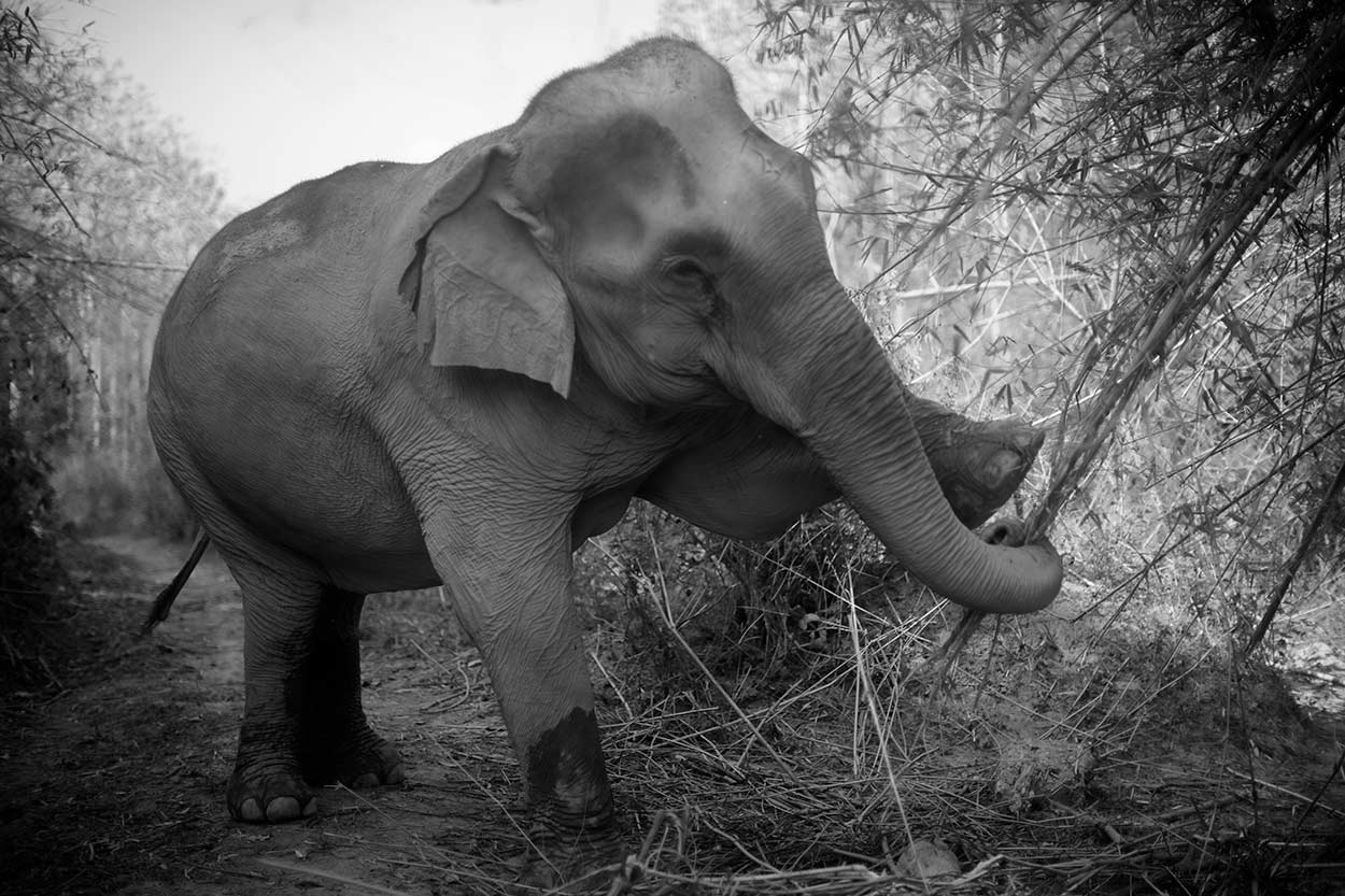 Laos
Sanctuary
Geoffrey Ansel Agrons © All rights reserved.